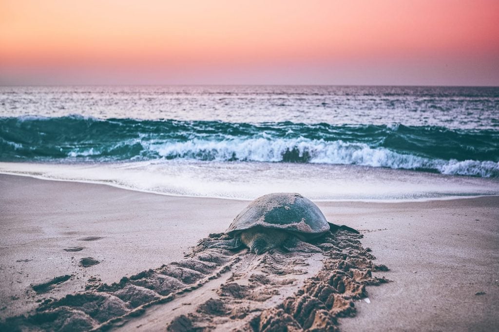 turtle walking back to ocean at ras al jinz reserve during sunrise