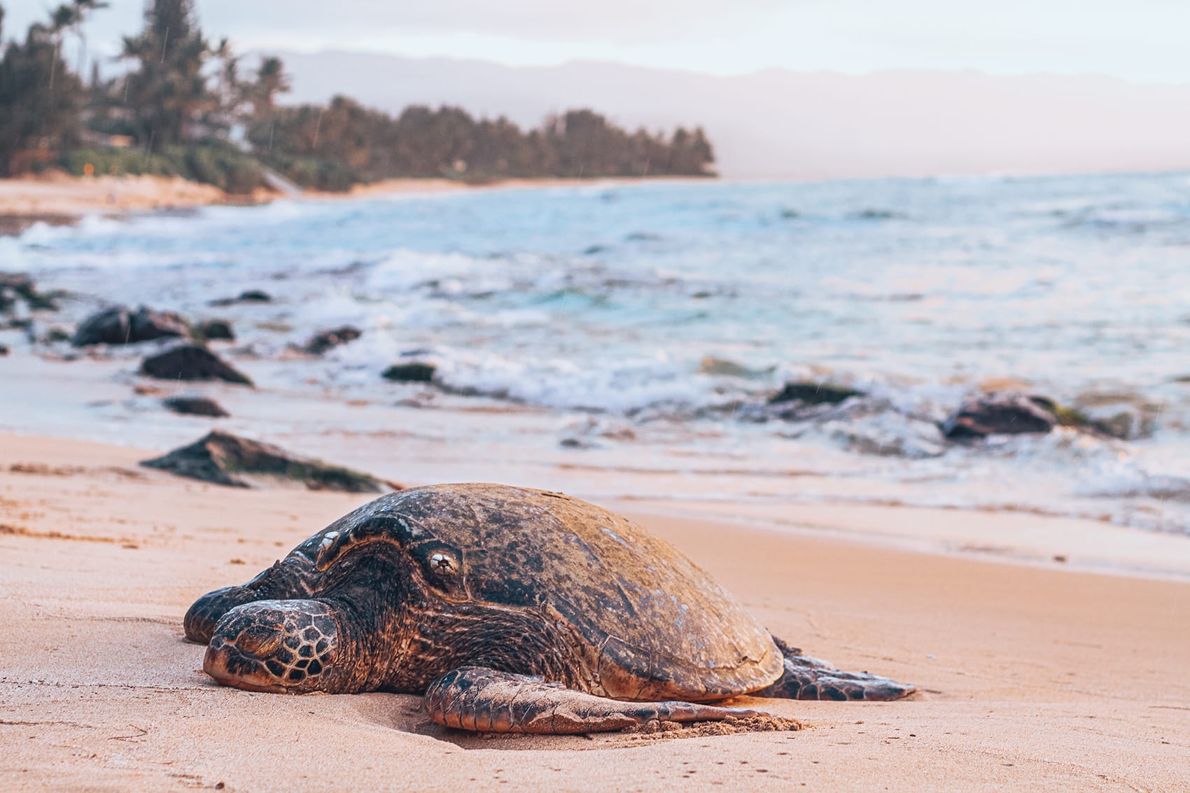 turtle on a beach at ras al jinz reserve