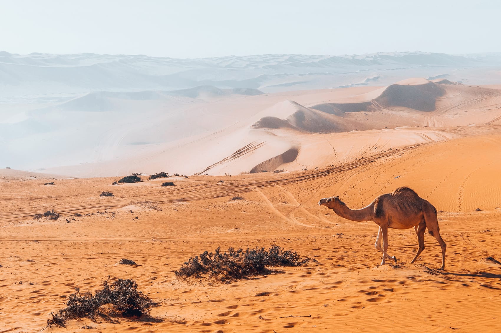 camel at wahiba sands desert