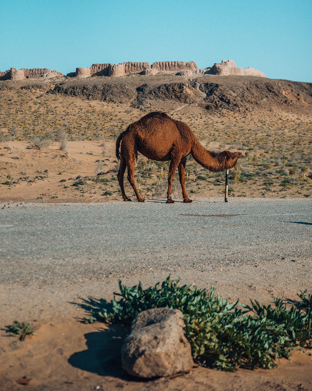 places to visit in bukhara uzbekistan camel in desert tuprakkala in uzbekistan