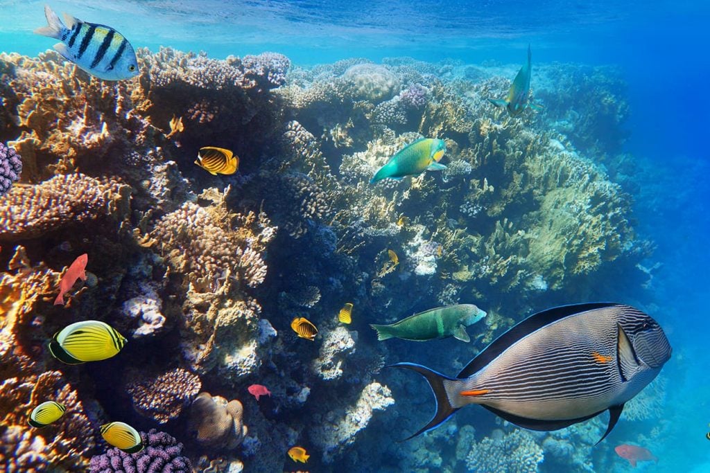 A Coral Reef With Fish Swimming Around