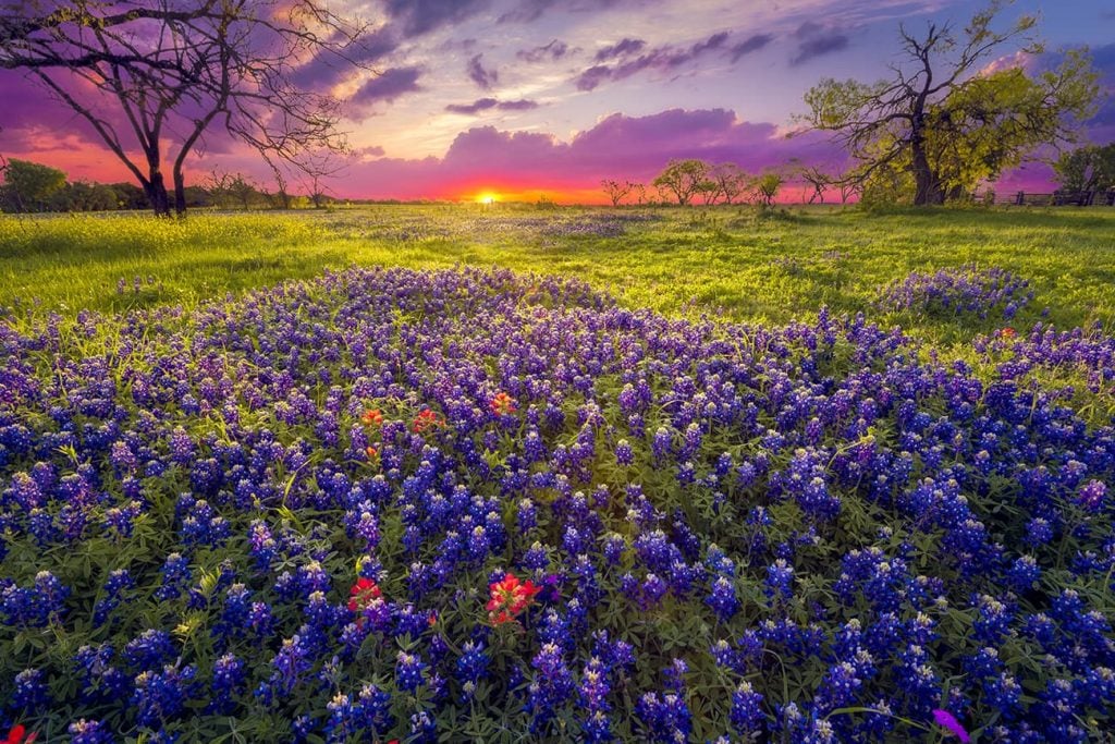 Sunrise on a Field of Flowers in the Texas Hill Country