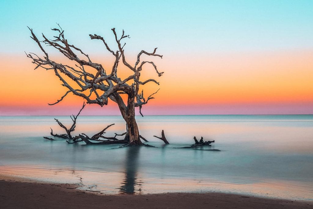 A Tree in Jekyll Island in Georgia, USA