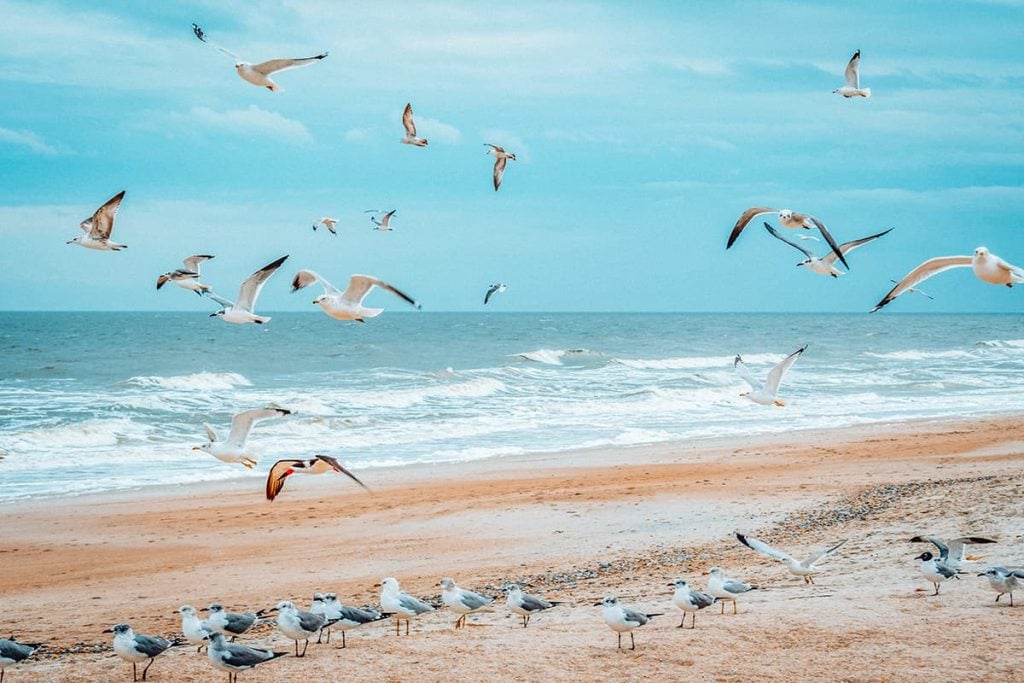 Birds Flying Along the Coastline of Amelia Island, Florida