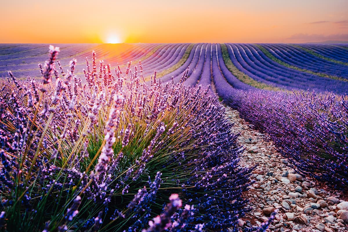 The Sun Setting Over a Lavender Field in Provence, France