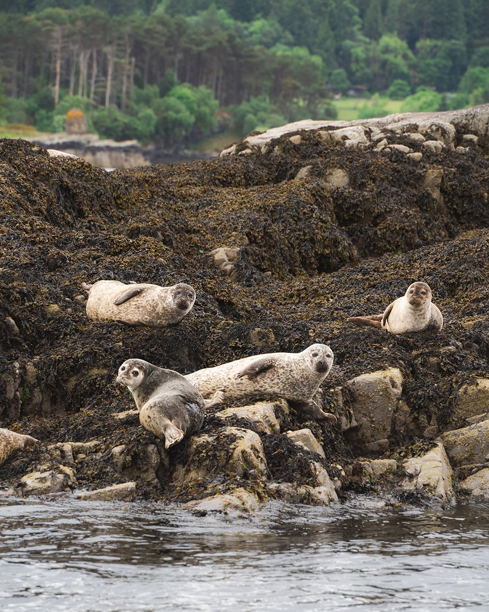Seals in Plockton, Scotland