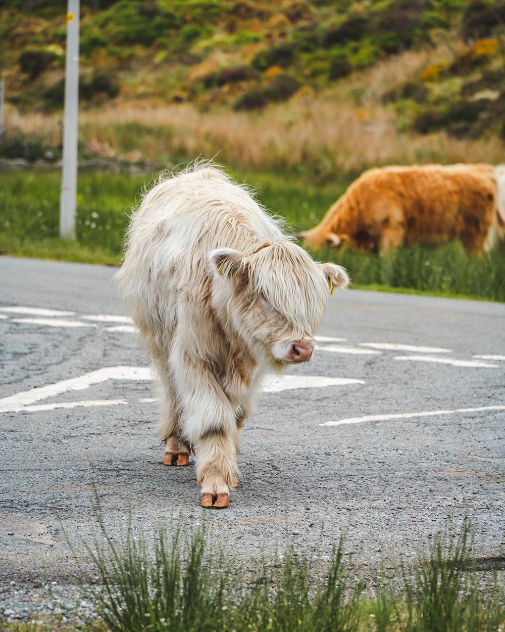 A Highland Cow in Scotland