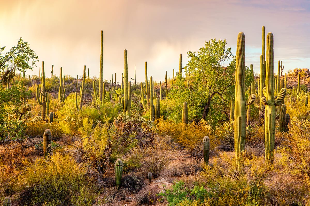 Saguaro National Park in Arizona, One of the Best Winter Vacation Destinations USA