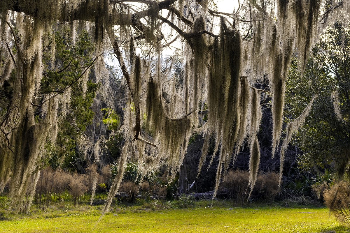 Sapelo Island in Georgia