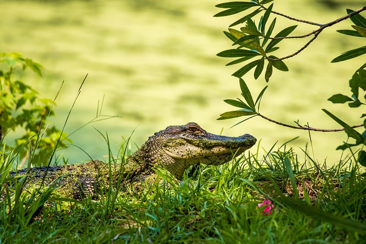 Daufuskie Island in South Carolina