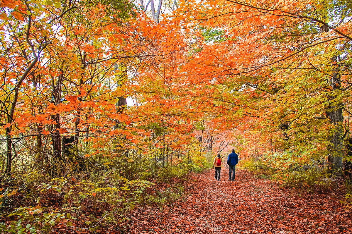 Fall Foliage in the The Berkshires, Massachusetts