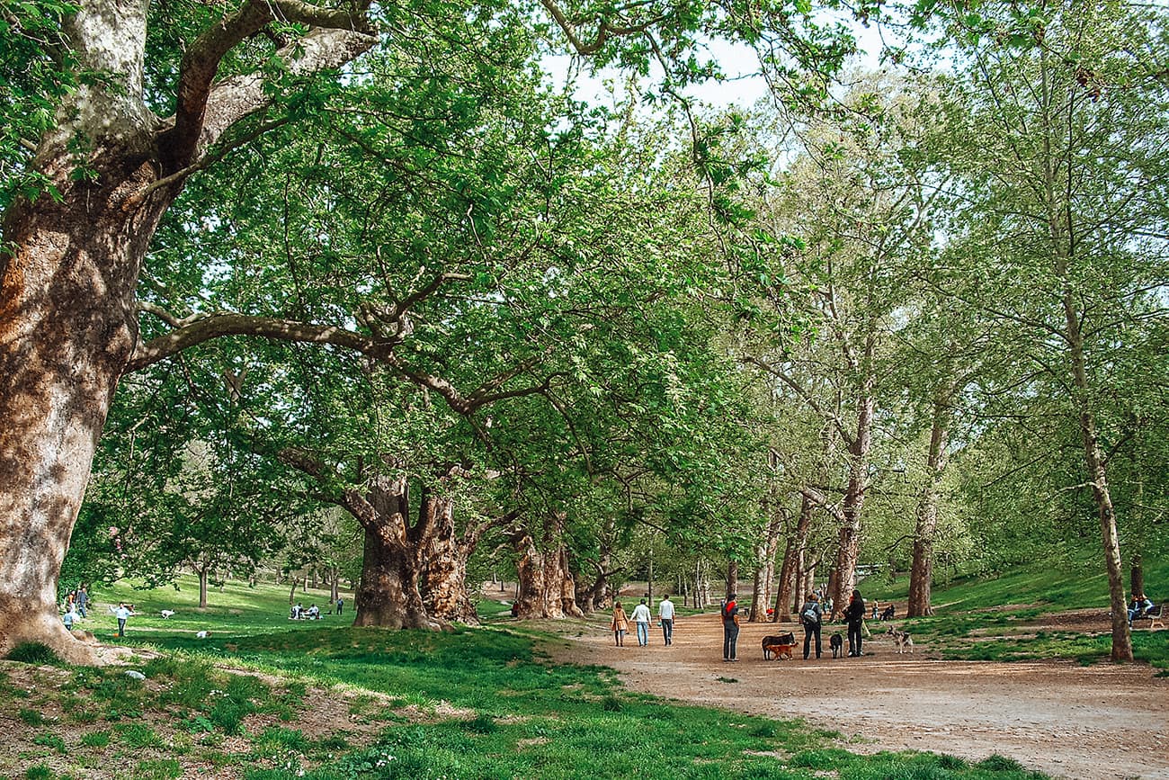 Rows of Trees at Villa Borghese Park in Rome, Italy