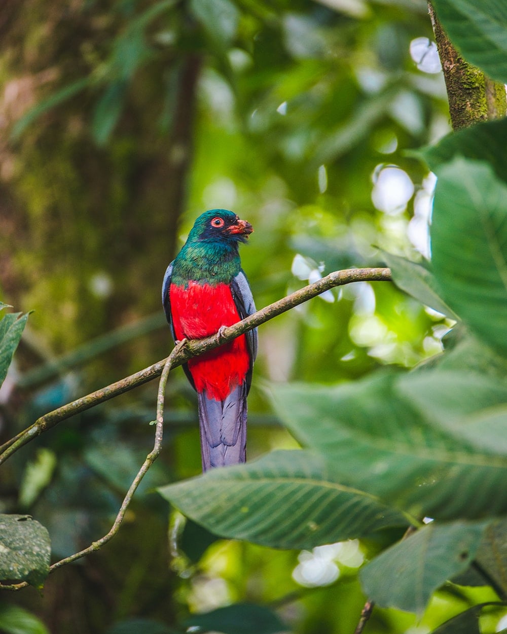 A Bird Sitting on a Branch